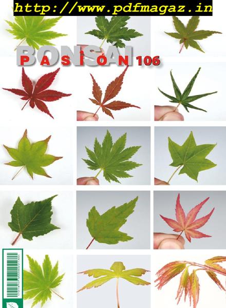 Bonsai Pasion – octubre 2019