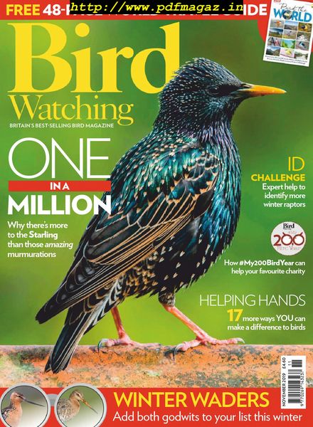 Bird Watching UK – November 2019