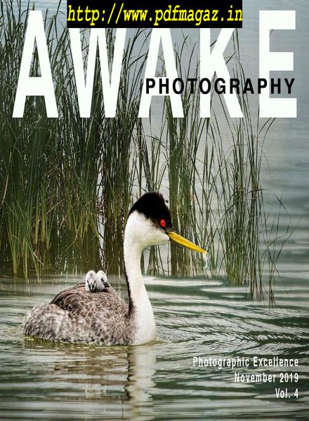 Awake Photography – November 2019
