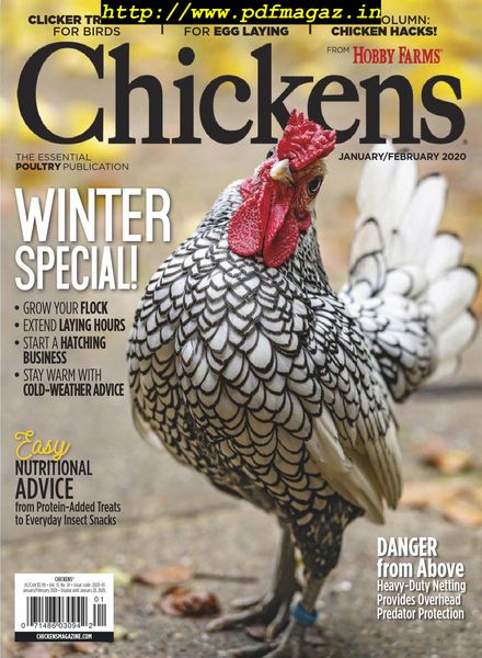 Chickens – January 2020