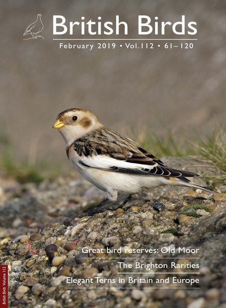 British Birds – February 2019