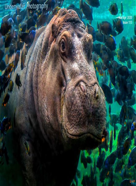 Underwater Photography – March-April 2020