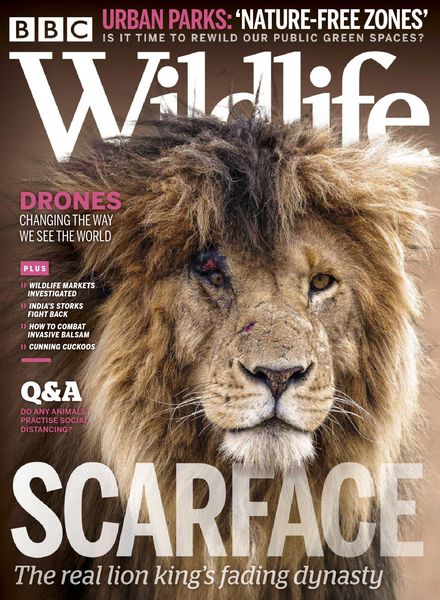 BBC Wildlife – August 2020