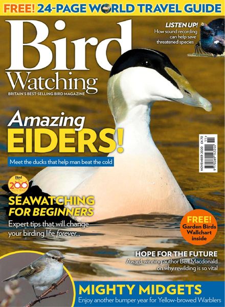 Bird Watching UK – November 2020