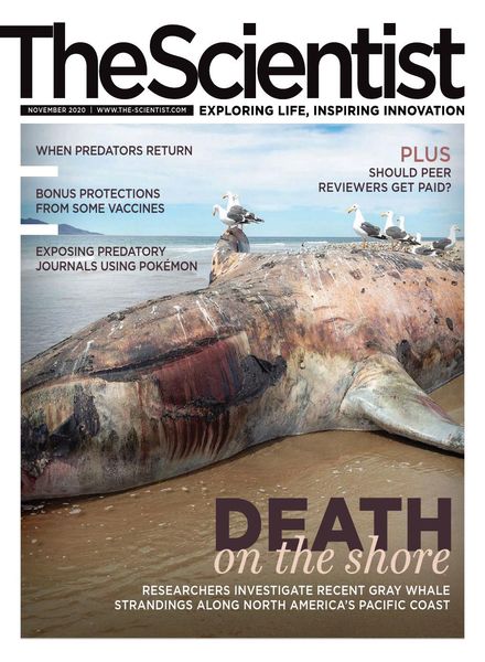 The Scientist – November 2020