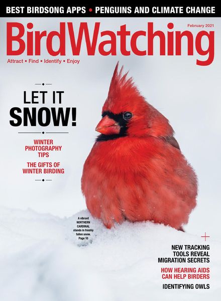 BirdWatching USA – January-February 2021