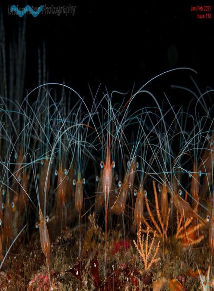 Underwater Photography – January-February 2021