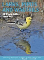 Bird ID Photo Guides – 07 November 2022