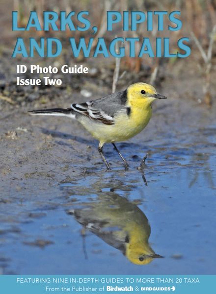 Bird ID Photo Guides – 07 November 2022