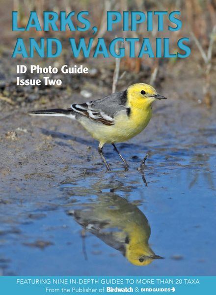 Bird ID Photo Guides – 11 November 2022