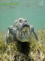 Underwater Photography – January-February 2023