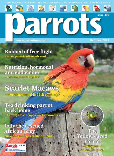 Parrots – October 2023