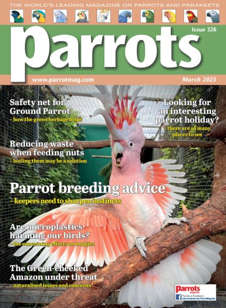 Parrots – March 2025
