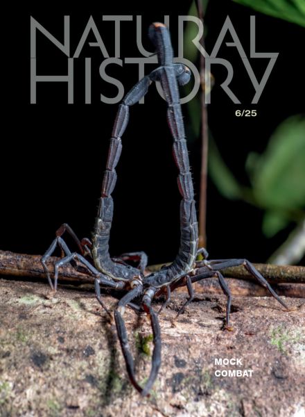Natural History – June 2025
