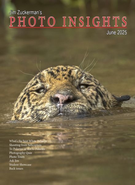 Photo Insights – June 2025