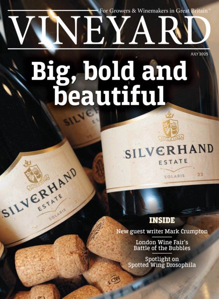 Vineyard – July 2025