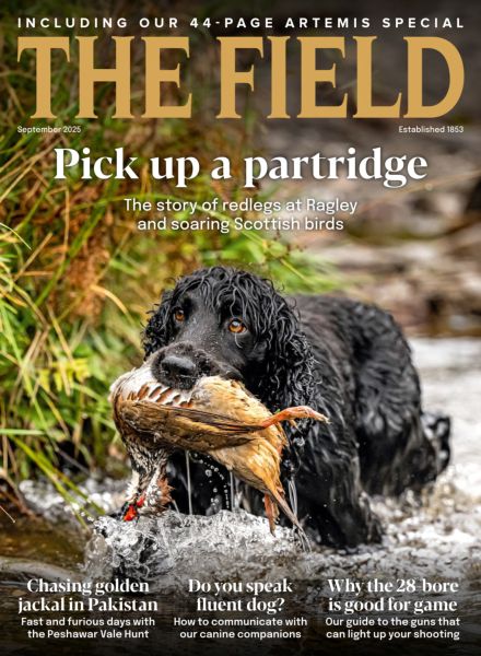 The Field – September 2025