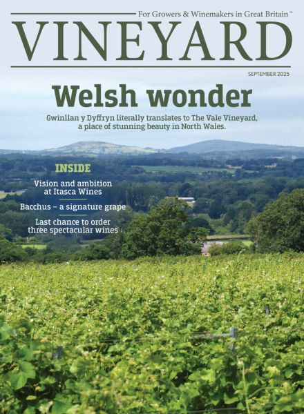 Vineyard – September 2025