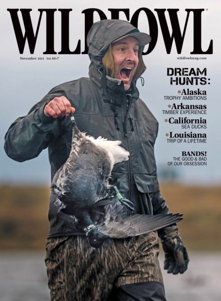 Wildfowl – November 2025