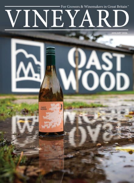 Vineyard – January 2026