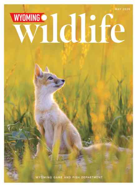 Wyoming Wildlife – May 2026
